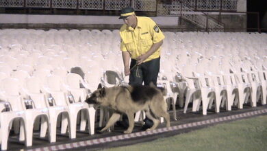 Puppy power: how Victoria Police's PAD dog and detection canine units work